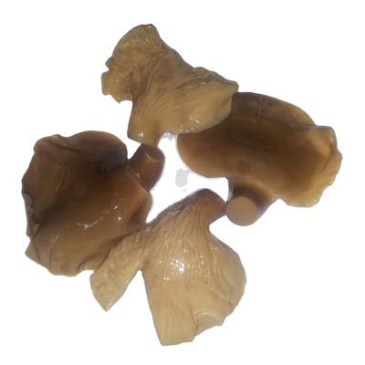 China Fresh abalone mushroom in pickle box for sale