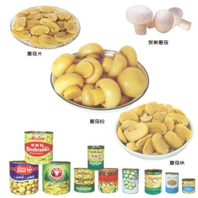 China Canned fresh mushroom for sale