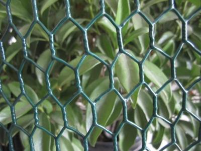 China Continuous twist 25mm with 20 gauge wire PVC Coated Chicken Wire fence à venda