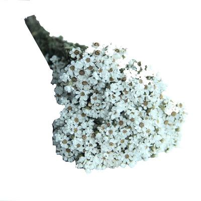 China New Dried Flower Natural White Plum Petals By Nodic Style Double Flower Arrangement For Garland Making Christmas Day Handicraft 100g for sale