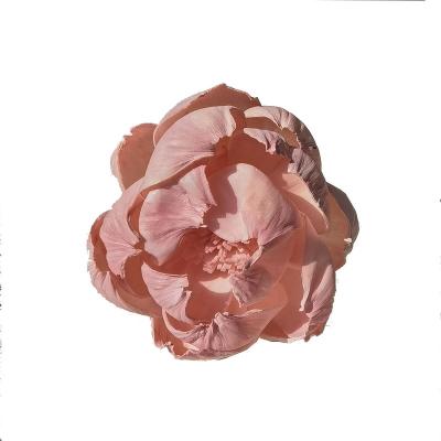 China Large Natural Touch Sola Flower Silk Woody Rose Head Head Simulation for Wedding Party Garden DIY Decorations Layout for sale