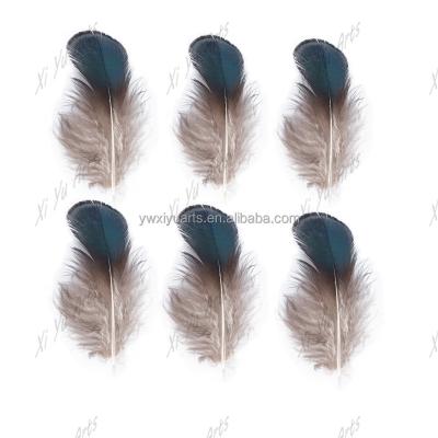 China Carnival Natural Iridescent Green Navy Lady Amherst Pheasant Plumage Feathers for sale