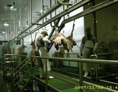 China Slaughter Line Full Cattle Sheep Sheep Slaughtering Kosher Box for sale