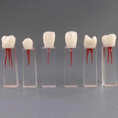 China Dental Education Root Canal Tooth Dental Model/Dental Study Model Dental Laboratory Equipments for sale