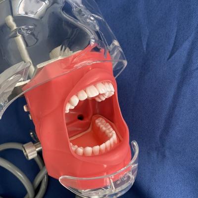 China Simulator Phantom Dental Manikin Medical Science Head Phantom Head for Practice Manikin Training Manikin for sale