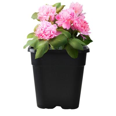 China Modern Hot Selling 2 Gallon Customizable Clear Bulk Plastic Pots For Nursery Plants for sale