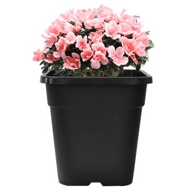 China Wholesale China Factory Modern Good Quality Plastic Black Square 3 Gallon Nursery Pots for sale