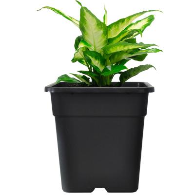 China Wholesale Modern Square Plastic White PP Nursery Pots 5 Gallon Pot for sale