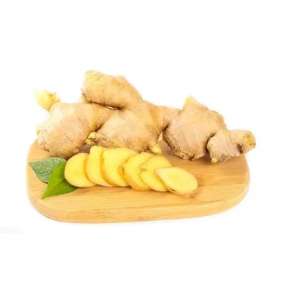 China Fresh Fresh Chinese Ginger Fresh Ginger Ginger For Sale for sale