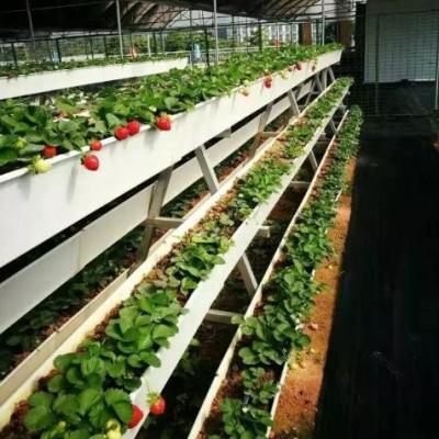 China Planting Vegetable Strawberry Soilless Cultivation Growing Tray for sale