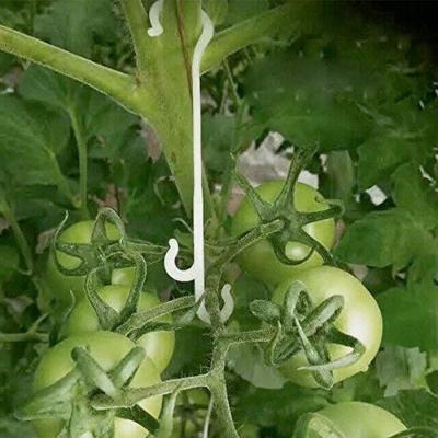 China Vegetable Tomato Support Clips Tomato Support J-Hook Clips To Prevent Tomatoes From Pinching Or Falling for sale