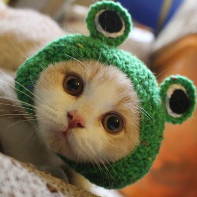 China Sustainable Cute Fashion Handmade Knitted Crochet Pet Frog Shape Animal Apparels Kitten Hat For Cat Dog Accessories for sale