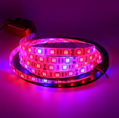 China FPCB Full Spectrum Lamp 12V Phyto Grow Light Strip 5M 5050 SMD Plant Greenhouse Cultivo Hydroponics for sale