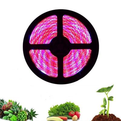 China FPCB 12V LED Phyto Grow Lights Strip 5m Full Spectrum Waterproof Plants Lamp For Greenhouse Flowers Seeds Hydroponic LED Phytolamp for sale