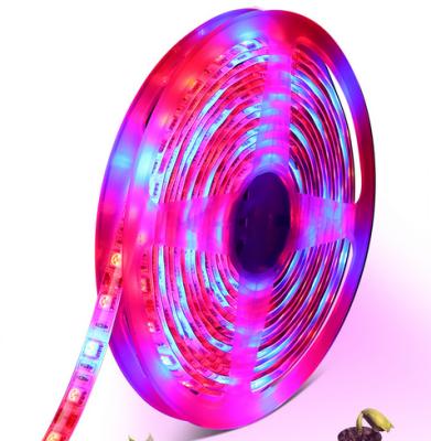 China FPCB 5M LED Grow Light Strip Full Spectrum 5050 SMD DC12V LED Phyto Strip For Seed Plants Flowers for sale