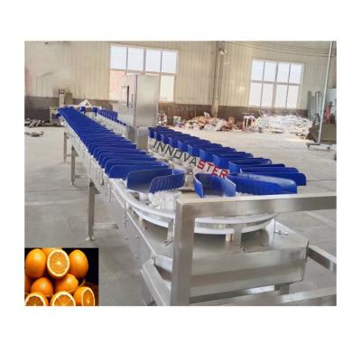 China Meat Processing Plants Belt Type Shrimp Grading Machine with User-Friendly Interface for sale