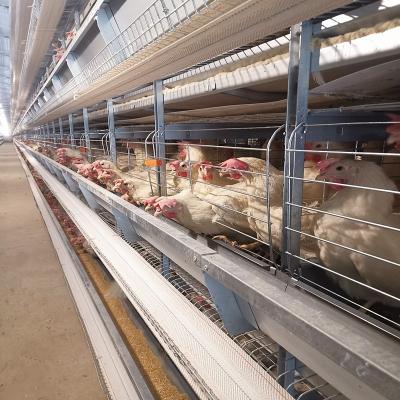 China H Type Egg Layer Chicken Battery Cages Laying Hens Poultry Breeding Equipment à venda