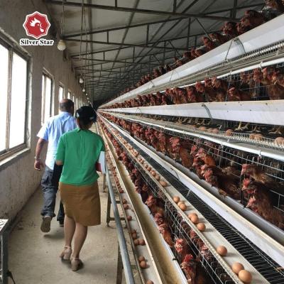 China A Type Layer Poultry Chicken Cage 3 Tiers Farm Poultry Equipment 90birds for sale