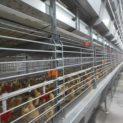 Κίνα H Type Broiler Meat Chicken Cage Sales In Senegal 30000 Birds 144 Birds προς πώληση