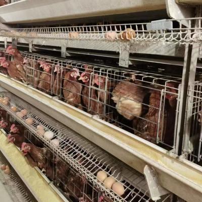 Chine 2024 Cage à poules galvanisées à chaud Équipement automatique d'élevage de volailles Cage à batterie pour poules pondeuses à vendre