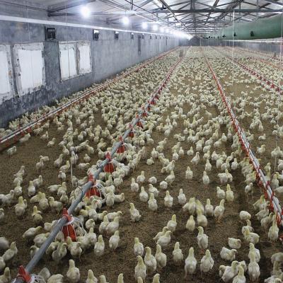 China Automatic Poultry Feeding Broiler Equipment Chicken Floor Ground System 1.1KW à venda