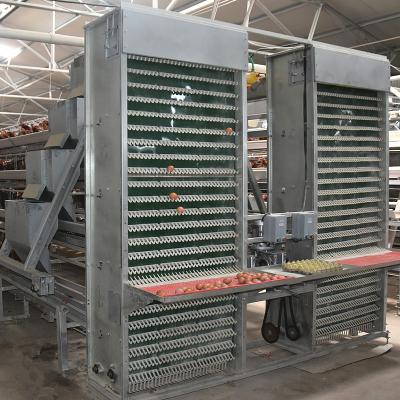 Chine 4m/Min Poultry Egg Collection System à vendre