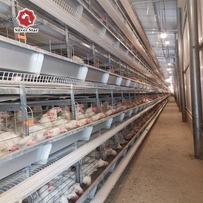 Chine Poulet de cage de batterie de taille de 65*62.5*50 cm cultivant pour élever la Chambre à vendre