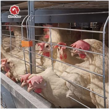 China Chicken Cages Egg Layer Poultry Equipment Layer Chicken Cage Automatic Farming Equipment for sale