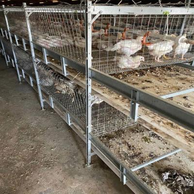 China Silver Color Broiler Chicken Cage One Day Old Baby Chick To 45 Days Chicken Cage zu verkaufen