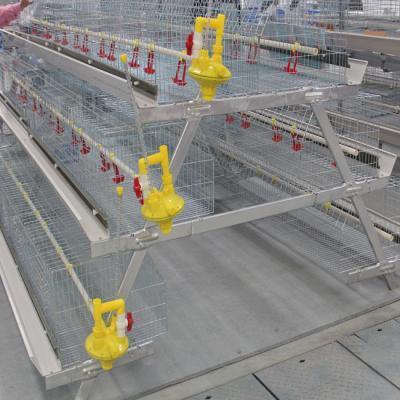 China 240 Chickens Automatic Broiler Chicken Cage Drinking Water Management for sale