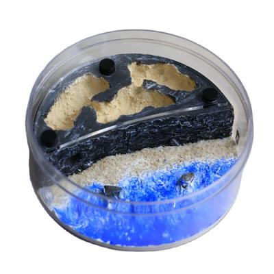 China Viable Formicarium Beach Scene Ant's Nest Farm Room Decor for sale