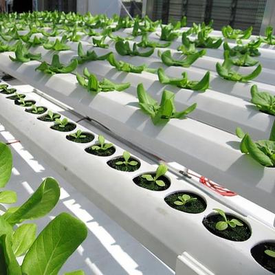 China Irrigation and Sizes Tube Square Soilless Culture Customized Hydroponic PVC Pipe Canal Hydroponic Pipes for Plant Growing NFT System for sale