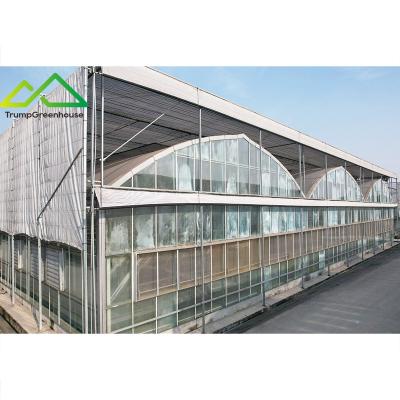 China Stable Structure Easily Assembled Agricultural / Commercial Multi Span China Glass Greenhouse / Arch Type Full System Factory Price for sale