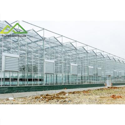 China Stable Structure Easily Assembled Commercial Multi Span Greenhouse Glass Covering With Lighting System And Temperature System for sale