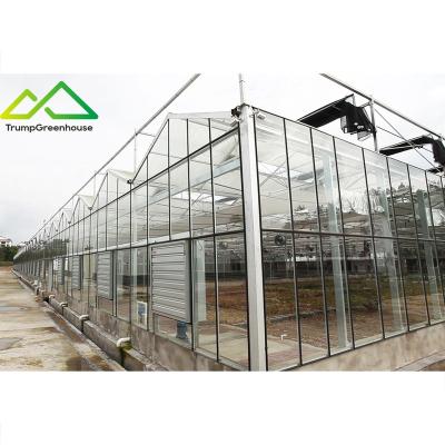 China Stable Structure Easily Assembled Large-span Nursery Greenhouse , Automatic Multi Span Commercial Greenhouse Glass Cover for sale