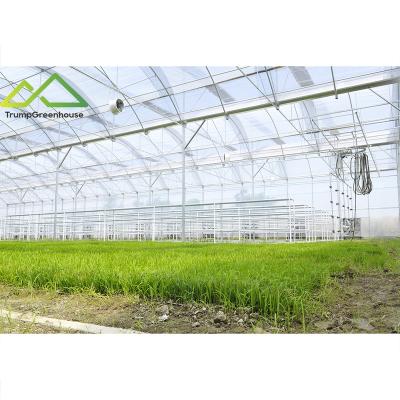 China Stable Structure Easily Assembled Economical and Practical Multi-SpanPO/PE Film Greenhouse with Cultivation Soilless for Growing Tomato/Cucumbers/Trawberry/Pepper for sale