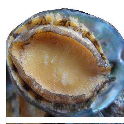 China Good Quality Hot Selling Delicious Frozen Seafood Frozen Abalone With Shell for sale