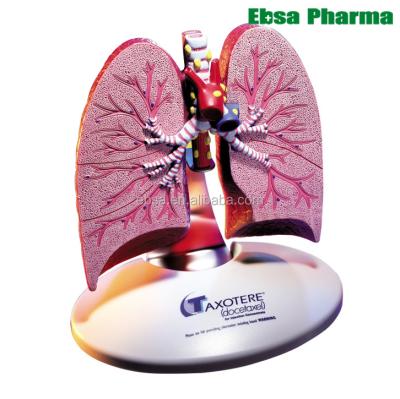 China PVC Advanced Medical Supplies Human Healthy Teaching Lung Model for sale