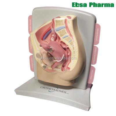 China Advanced PVC Medical Supplies Human Teaching Female Pelvic Health Model for sale