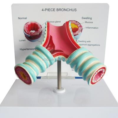 China PVC Advanced Medical Supplies Medical Supplies With Bifurcation Tracheal Model Human Teaching Model for sale