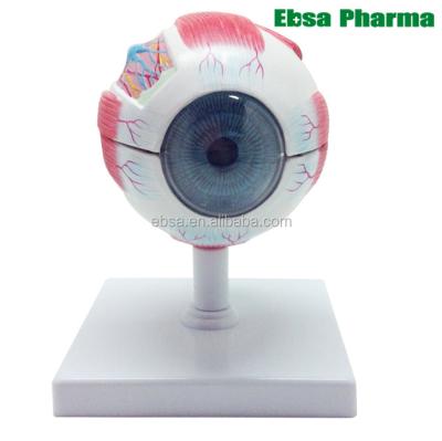 China PVC Advanced Medical SuppliesTeaching Model and Parts of Human Eye Anatomy Model for Medical School for sale