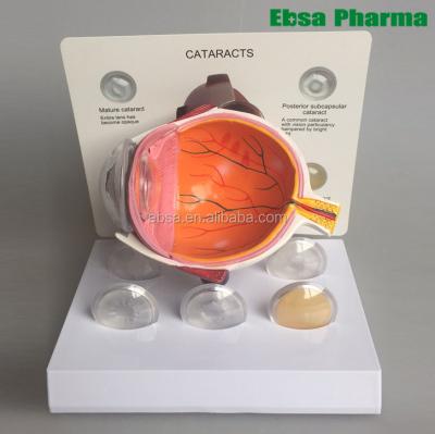 China PVC Advanced Medical Supplies Human Plastic Cataracts Eye Model for sale