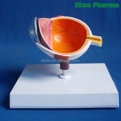 China PVC Advanced Medical SuppliesTeaching Model And Parts Of Human Half Eyeball Model for sale