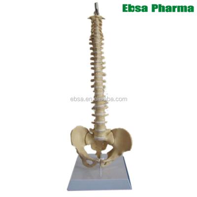 China PVC Advanced Medical Supplies Human Teaching Spine Anatomical Model For Medical School for sale