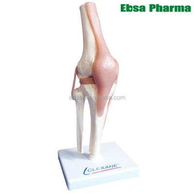 China PVC Advanced Medical Supplies Knee Joint Human Teaching Anatomical Model For Medical School for sale