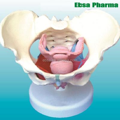 China PVC Advanced Medical Supplies Human Teaching Female Pelvis And Pelvic Floor Muscles Anatomical Model For Medical School for sale