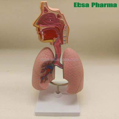 China PVC Advanced Medical Supplies Human Teaching Respiratory System Anatomical Model For Medical School for sale