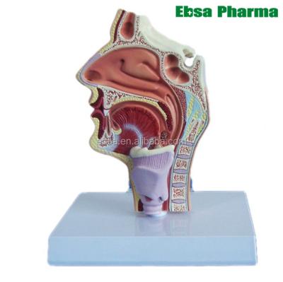 China PVC Advanced Medical Supplies Human Teaching Nasal And Throat Anatomical Model For Medical School for sale