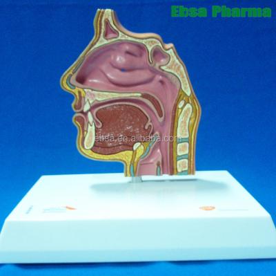 China PVC Advanced Medical Supplies Human Nasal Cavity Anatomy Teaching Model For School for sale