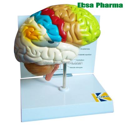 China PVC Advanced Teaching Human Brain Anatomy Model For School Medical Supplies for sale